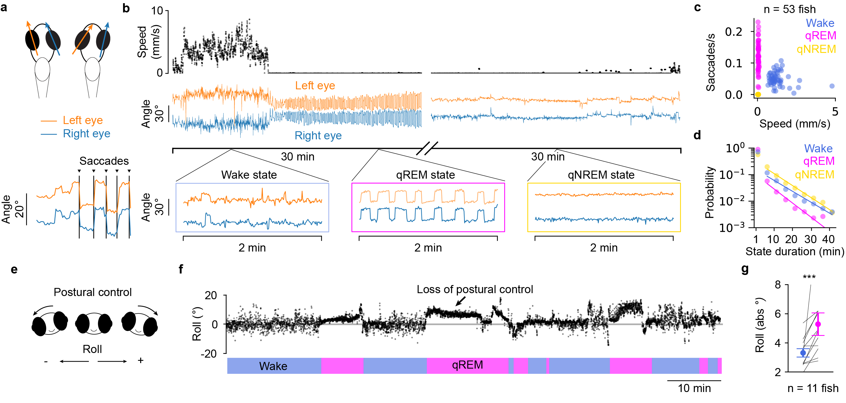 Figure 1: Behavioral characterization of qREM and qNREM states